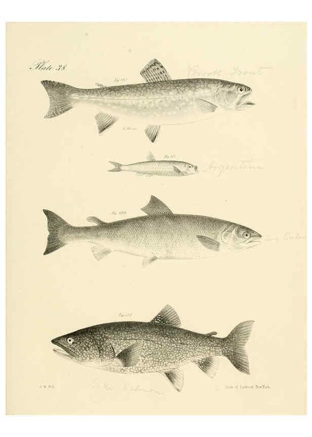 Reproducción/Reproduction 6384860707: Natural history of New York Div. 1 pts. III-IV Plates Albany,D. Appleton & co. and Wiley & Putnam;1842-94