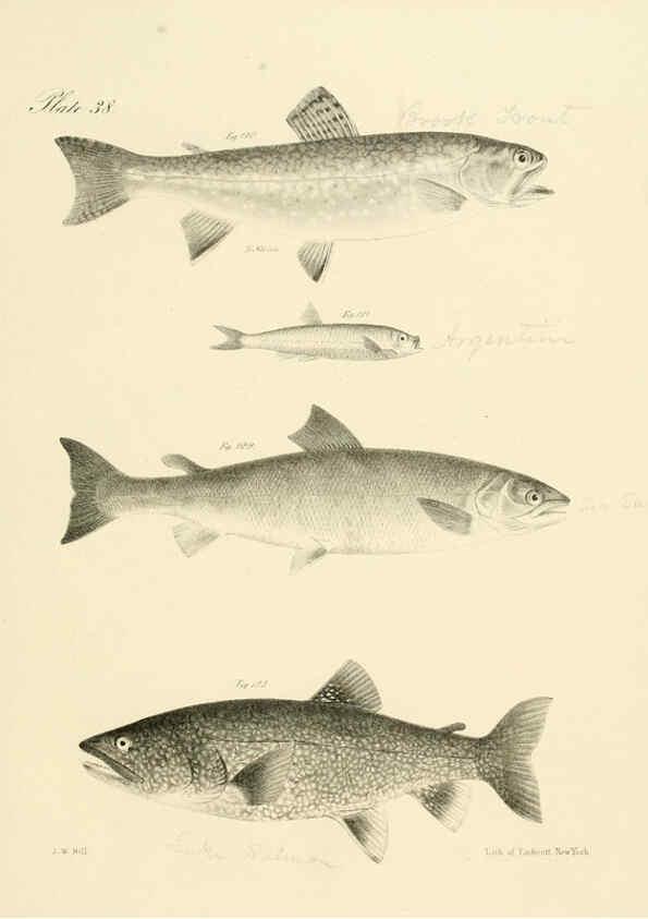 Reproducción/Reproduction 6384860707: Natural history of New York Div. 1 pts. III-IV Plates Albany,D. Appleton & co. and Wiley & Putnam;1842-94