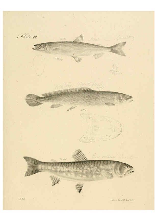 Reproducción/Reproduction 6384861095: Natural history of New York Div. 1 pts. III-IV Plates Albany,D. Appleton & co. and Wiley & Putnam;1842-94