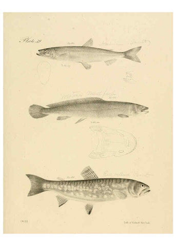 Reproducción/Reproduction 6384861095: Natural history of New York Div. 1 pts. III-IV Plates Albany,D. Appleton & co. and Wiley & Putnam;1842-94