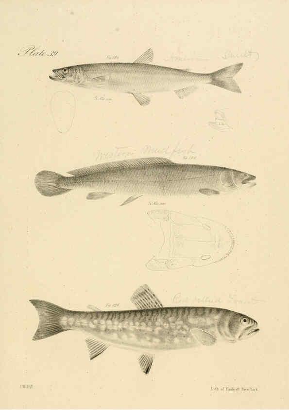 Reproducción/Reproduction 6384861095: Natural history of New York Div. 1 pts. III-IV Plates Albany,D. Appleton & co. and Wiley & Putnam;1842-94