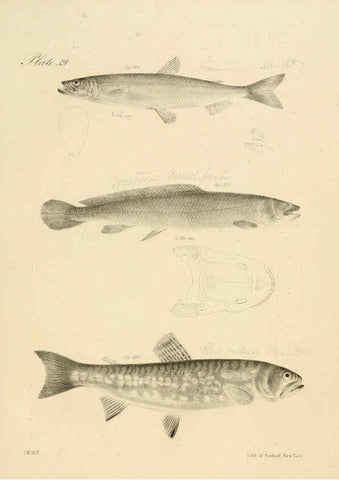 Reproducción/Reproduction 6384861095: Natural history of New York Div. 1 pts. III-IV Plates Albany,D. Appleton & co. and Wiley & Putnam;1842-94