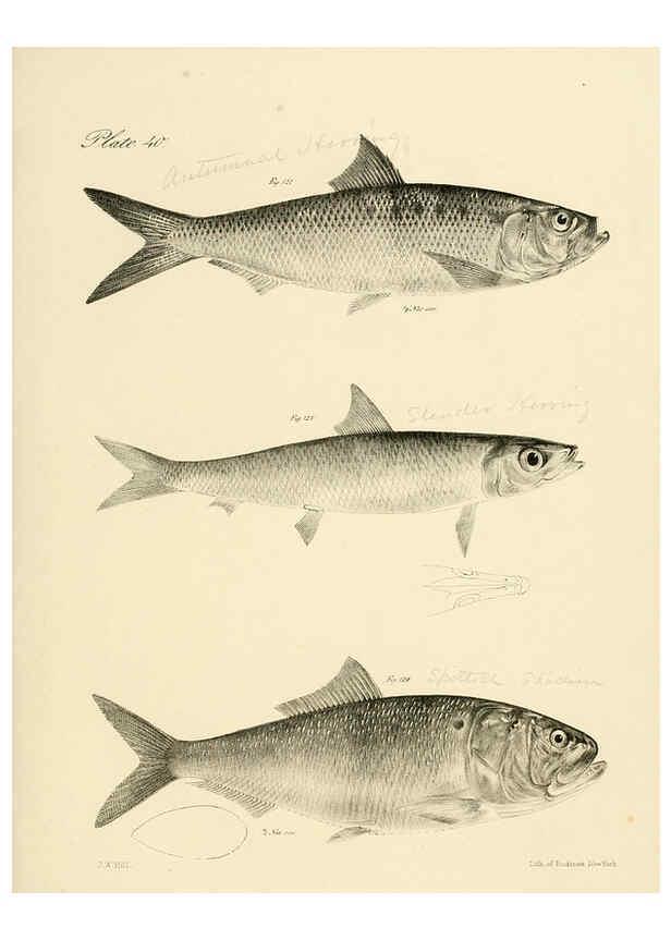 Reproducción/Reproduction 6384861569: Natural history of New York Div. 1 pts. III-IV Plates Albany,D. Appleton & co. and Wiley & Putnam;1842-94