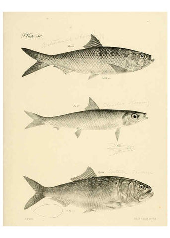 Reproducción/Reproduction 6384861569: Natural history of New York Div. 1 pts. III-IV Plates Albany,D. Appleton & co. and Wiley & Putnam;1842-94