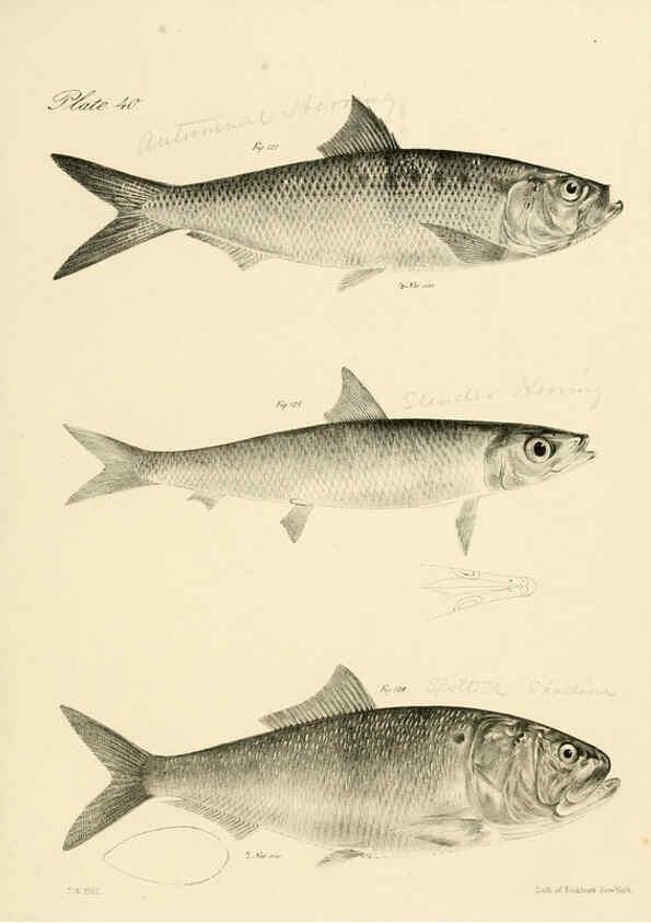 Reproducción/Reproduction 6384861569: Natural history of New York Div. 1 pts. III-IV Plates Albany,D. Appleton & co. and Wiley & Putnam;1842-94