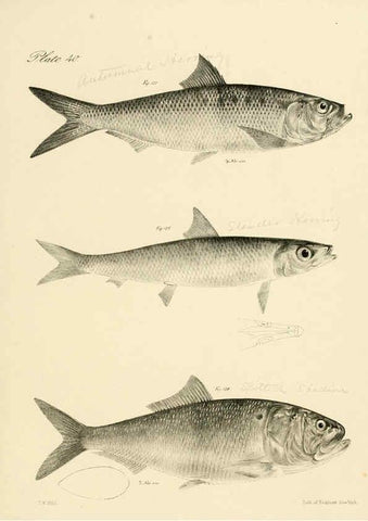Reproducción/Reproduction 6384861569: Natural history of New York Div. 1 pts. III-IV Plates Albany,D. Appleton & co. and Wiley & Putnam;1842-94
