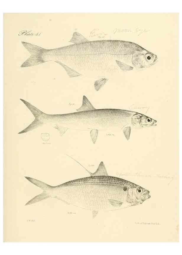 Reproducción/Reproduction 6384862025: Natural history of New York Div. 1 pts. III-IV Plates Albany,D. Appleton & co. and Wiley & Putnam;1842-94