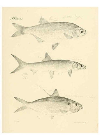 Reproducción/Reproduction 6384862025: Natural history of New York Div. 1 pts. III-IV Plates Albany,D. Appleton & co. and Wiley & Putnam;1842-94