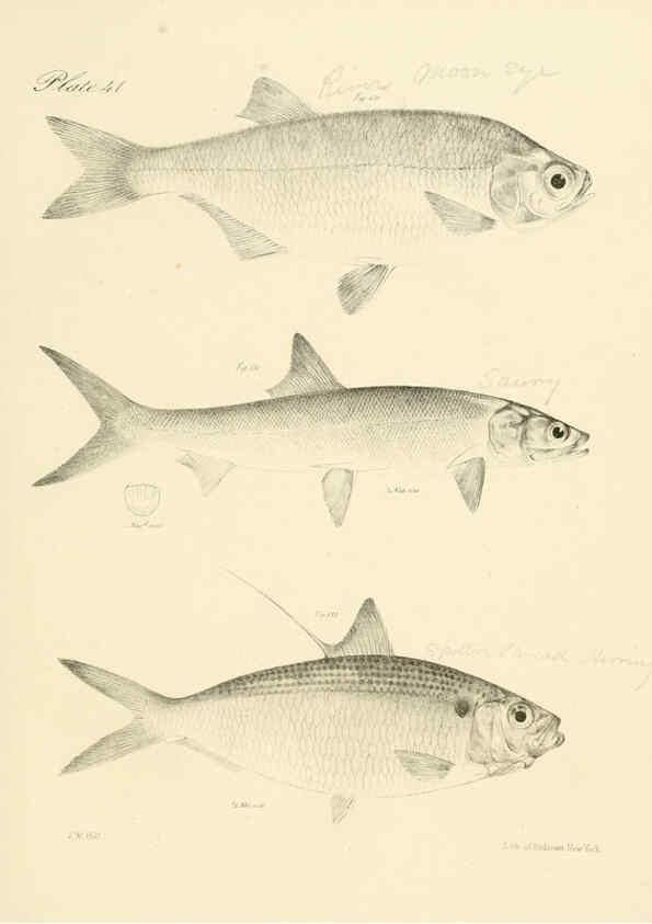 Reproducción/Reproduction 6384862025: Natural history of New York Div. 1 pts. III-IV Plates Albany,D. Appleton & co. and Wiley & Putnam;1842-94