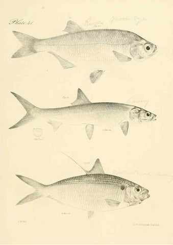Reproducción/Reproduction 6384862025: Natural history of New York Div. 1 pts. III-IV Plates Albany,D. Appleton & co. and Wiley & Putnam;1842-94
