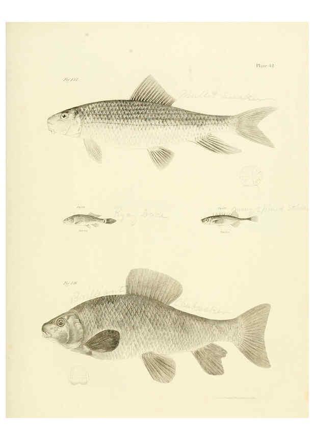 Reproducción/Reproduction 6384862371: Natural history of New York Div. 1 pts. III-IV Plates Albany,D. Appleton & co. and Wiley & Putnam;1842-94