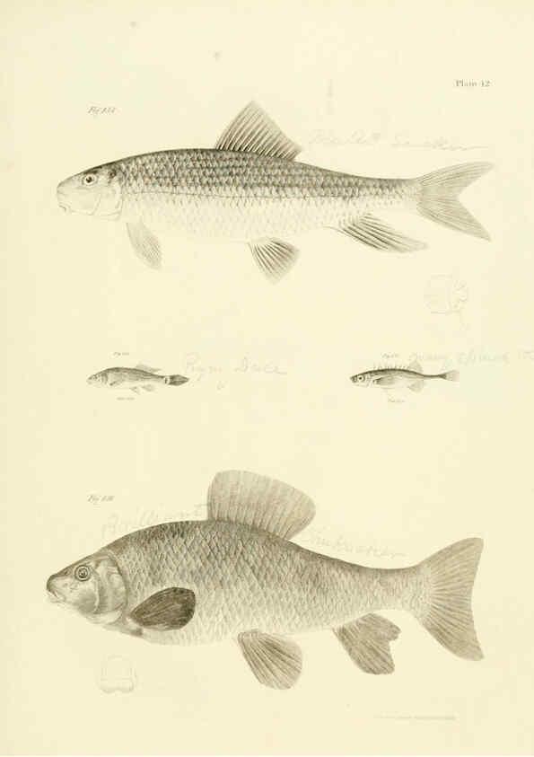 Reproducción/Reproduction 6384862371: Natural history of New York Div. 1 pts. III-IV Plates Albany,D. Appleton & co. and Wiley & Putnam;1842-94