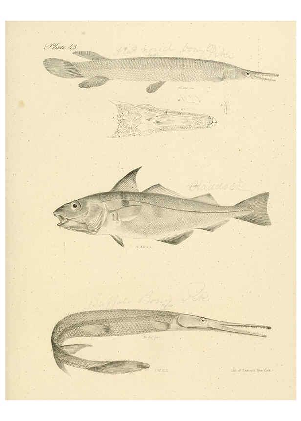 Reproducción/Reproduction 6384862809: Natural history of New York Div. 1 pts. III-IV Plates Albany,D. Appleton & co. and Wiley & Putnam;1842-94