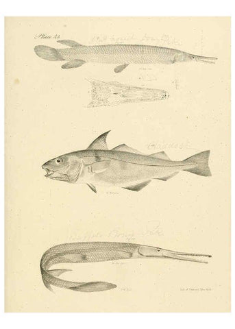 Reproducción/Reproduction 6384862809: Natural history of New York Div. 1 pts. III-IV Plates Albany,D. Appleton & co. and Wiley & Putnam;1842-94