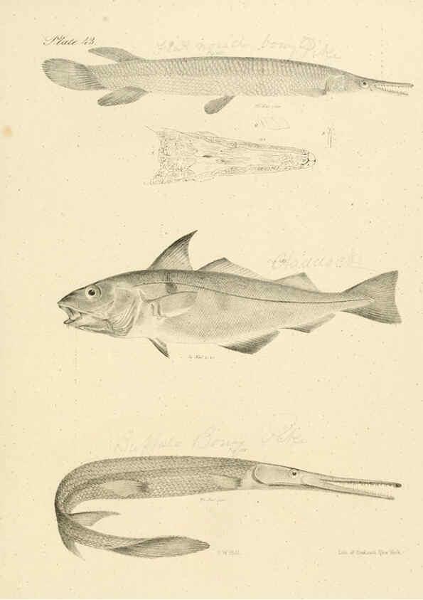 Reproducción/Reproduction 6384862809: Natural history of New York Div. 1 pts. III-IV Plates Albany,D. Appleton & co. and Wiley & Putnam;1842-94