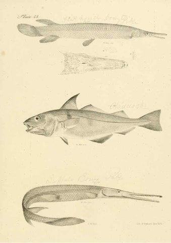 Reproducción/Reproduction 6384862809: Natural history of New York Div. 1 pts. III-IV Plates Albany,D. Appleton & co. and Wiley & Putnam;1842-94