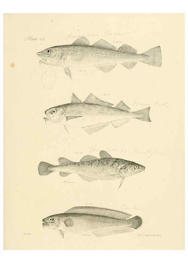 Reproducción/Reproduction 6384863149: Natural history of New York Div. 1 pts. III-IV Plates Albany,D. Appleton & co. and Wiley & Putnam;1842-94
