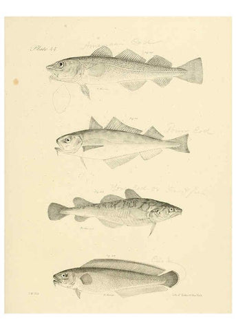 Reproducción/Reproduction 6384863149: Natural history of New York Div. 1 pts. III-IV Plates Albany,D. Appleton & co. and Wiley & Putnam;1842-94