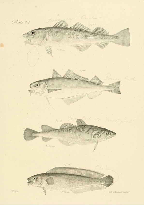 Reproducción/Reproduction 6384863149: Natural history of New York Div. 1 pts. III-IV Plates Albany,D. Appleton & co. and Wiley & Putnam;1842-94