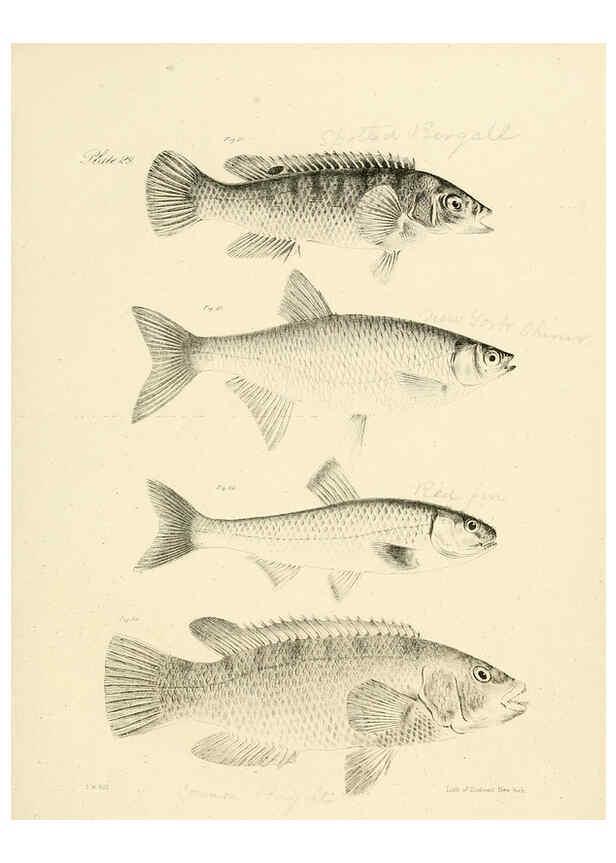 Reproducción/Reproduction 6384856747: Natural history of New York Div. 1 pts. III-IV Plates Albany,D. Appleton & co. and Wiley & Putnam;1842-94