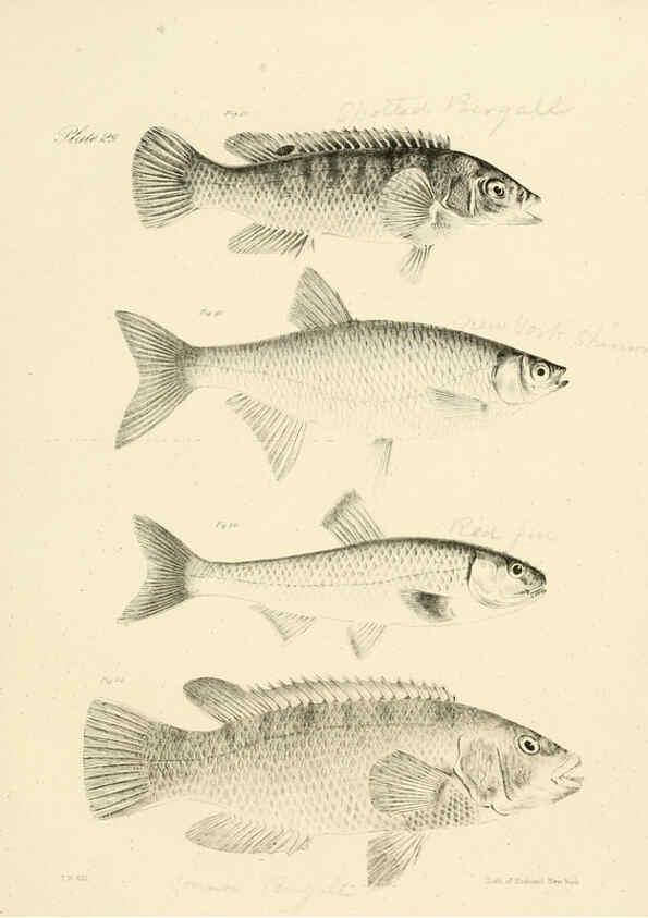Reproducción/Reproduction 6384856747: Natural history of New York Div. 1 pts. III-IV Plates Albany,D. Appleton & co. and Wiley & Putnam;1842-94