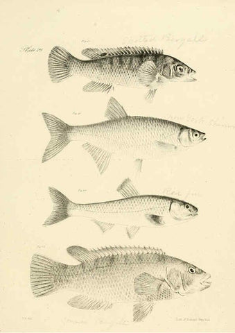 Reproducción/Reproduction 6384856747: Natural history of New York Div. 1 pts. III-IV Plates Albany,D. Appleton & co. and Wiley & Putnam;1842-94
