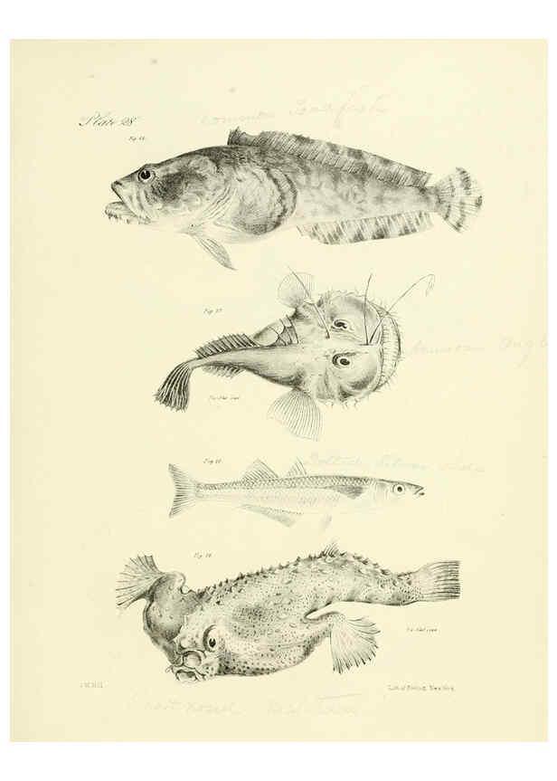 Reproducción/Reproduction 6384856207: Natural history of New York Div. 1 pts. III-IV Plates Albany,D. Appleton & co. and Wiley & Putnam;1842-94