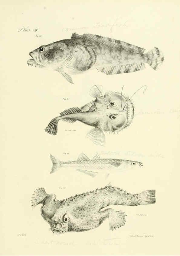 Reproducción/Reproduction 6384856207: Natural history of New York Div. 1 pts. III-IV Plates Albany,D. Appleton & co. and Wiley & Putnam;1842-94