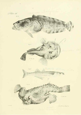 Reproducción/Reproduction 6384856207: Natural history of New York Div. 1 pts. III-IV Plates Albany,D. Appleton & co. and Wiley & Putnam;1842-94