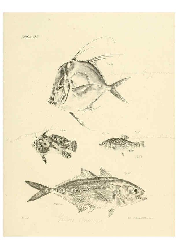 Reproducción/Reproduction 6384855669: Natural history of New York Div. 1 pts. III-IV Plates Albany,D. Appleton & co. and Wiley & Putnam;1842-94