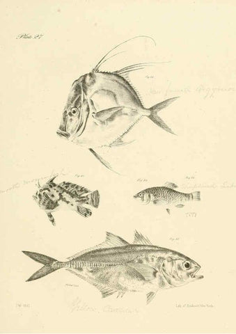 Reproducción/Reproduction 6384855669: Natural history of New York Div. 1 pts. III-IV Plates Albany,D. Appleton & co. and Wiley & Putnam;1842-94
