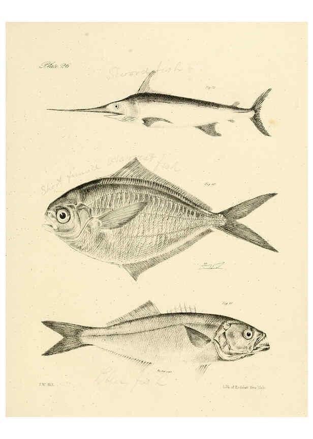 Reproducción/Reproduction 6384855289: Natural history of New York Div. 1 pts. III-IV Plates Albany,D. Appleton & co. and Wiley & Putnam;1842-94