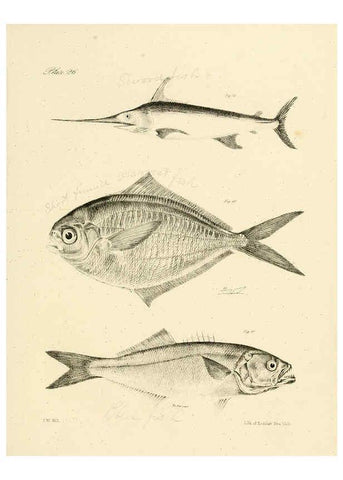 Reproducción/Reproduction 6384855289: Natural history of New York Div. 1 pts. III-IV Plates Albany,D. Appleton & co. and Wiley & Putnam;1842-94