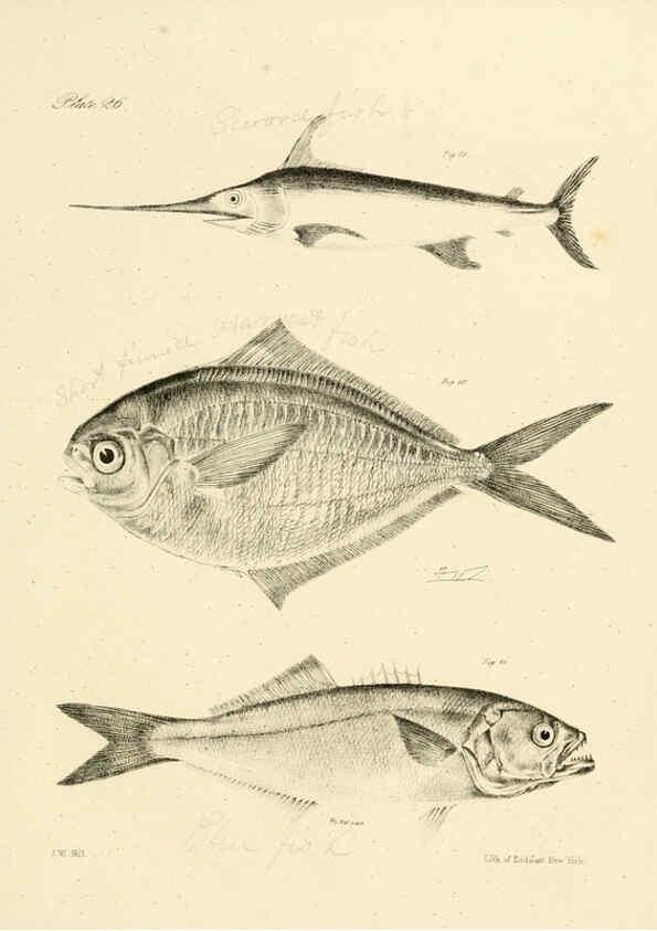 Reproducción/Reproduction 6384855289: Natural history of New York Div. 1 pts. III-IV Plates Albany,D. Appleton & co. and Wiley & Putnam;1842-94