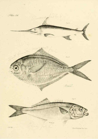Reproducción/Reproduction 6384855289: Natural history of New York Div. 1 pts. III-IV Plates Albany,D. Appleton & co. and Wiley & Putnam;1842-94