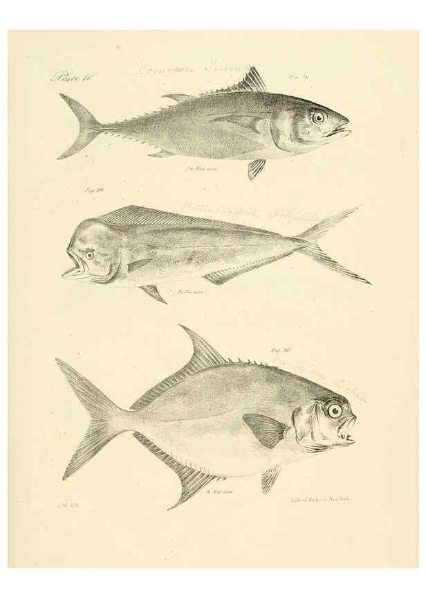 Reproducción/Reproduction 6384848751: Natural history of New York Div. 1 pts. III-IV Plates Albany,D. Appleton & co. and Wiley & Putnam;1842-94