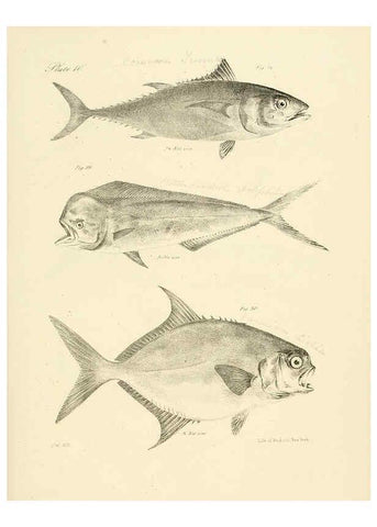 Reproducción/Reproduction 6384848751: Natural history of New York Div. 1 pts. III-IV Plates Albany,D. Appleton & co. and Wiley & Putnam;1842-94