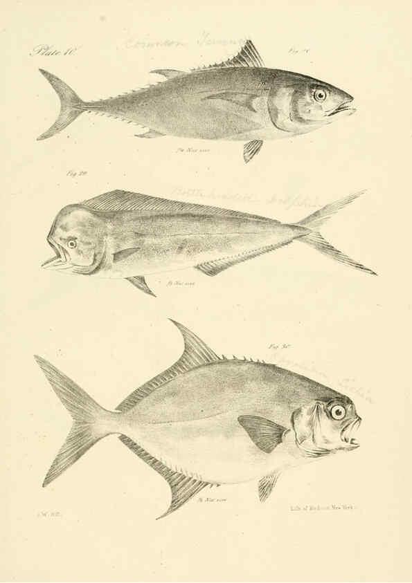 Reproducción/Reproduction 6384848751: Natural history of New York Div. 1 pts. III-IV Plates Albany,D. Appleton & co. and Wiley & Putnam;1842-94