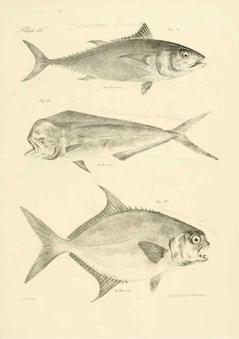 Reproducción/Reproduction 6384848751: Natural history of New York Div. 1 pts. III-IV Plates Albany,D. Appleton & co. and Wiley & Putnam;1842-94