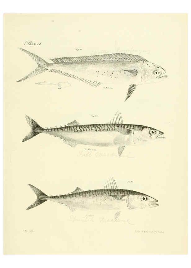 Reproducción/Reproduction 6384849085: Natural history of New York Div. 1 pts. III-IV Plates Albany,D. Appleton & co. and Wiley & Putnam;1842-94