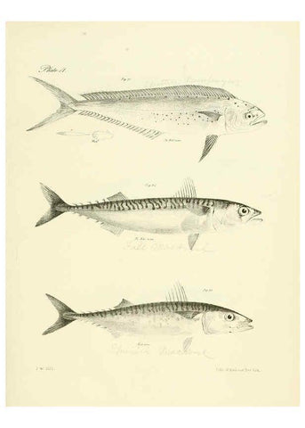 Reproducción/Reproduction 6384849085: Natural history of New York Div. 1 pts. III-IV Plates Albany,D. Appleton & co. and Wiley & Putnam;1842-94