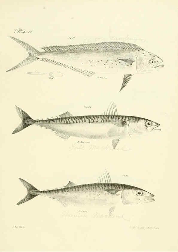 Reproducción/Reproduction 6384849085: Natural history of New York Div. 1 pts. III-IV Plates Albany,D. Appleton & co. and Wiley & Putnam;1842-94