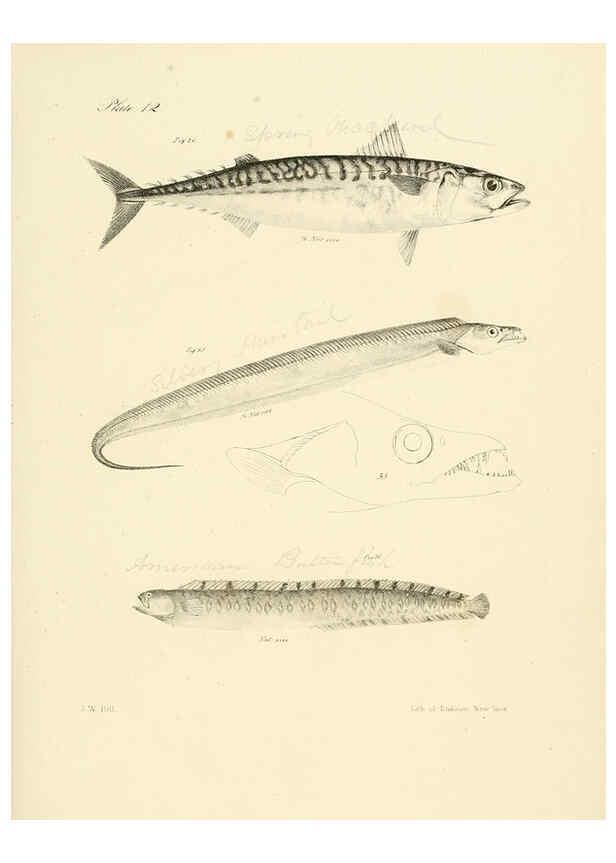 Reproducción/Reproduction 6384849427: Natural history of New York Div. 1 pts. III-IV Plates Albany,D. Appleton & co. and Wiley & Putnam;1842-94