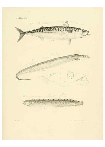 Reproducción/Reproduction 6384849427: Natural history of New York Div. 1 pts. III-IV Plates Albany,D. Appleton & co. and Wiley & Putnam;1842-94