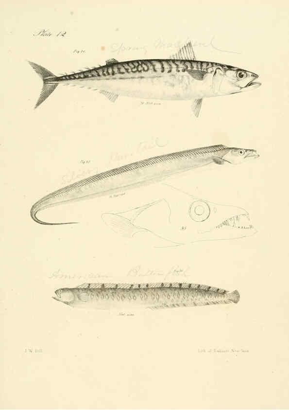 Reproducción/Reproduction 6384849427: Natural history of New York Div. 1 pts. III-IV Plates Albany,D. Appleton & co. and Wiley & Putnam;1842-94