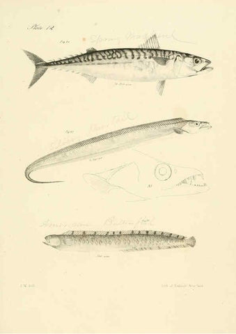 Reproducción/Reproduction 6384849427: Natural history of New York Div. 1 pts. III-IV Plates Albany,D. Appleton & co. and Wiley & Putnam;1842-94