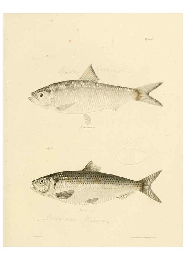 Reproducción/Reproduction 6384850001: Natural history of New York Div. 1 pts. III-IV Plates Albany,D. Appleton & co. and Wiley & Putnam;1842-94