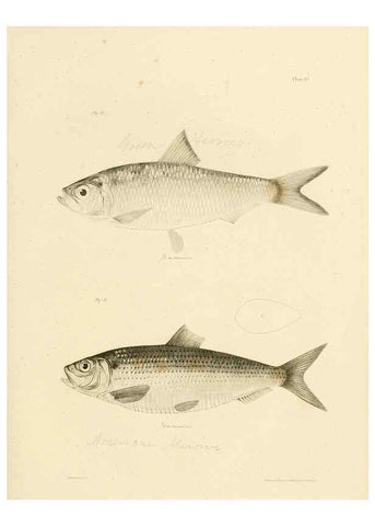 Reproducción/Reproduction 6384850001: Natural history of New York Div. 1 pts. III-IV Plates Albany,D. Appleton & co. and Wiley & Putnam;1842-94