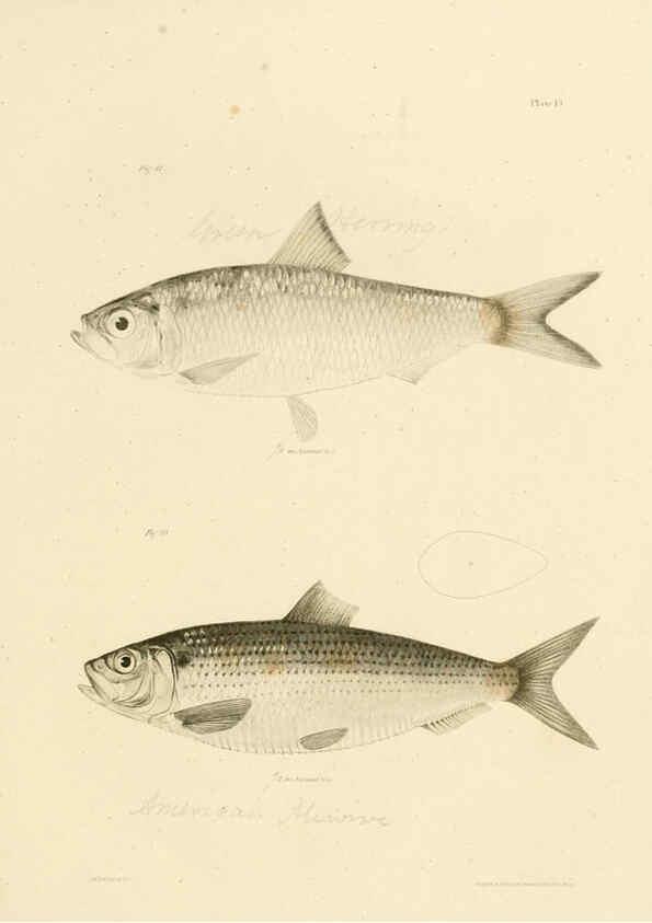 Reproducción/Reproduction 6384850001: Natural history of New York Div. 1 pts. III-IV Plates Albany,D. Appleton & co. and Wiley & Putnam;1842-94