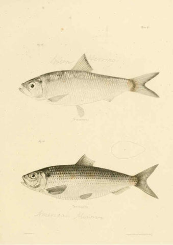 Reproducción/Reproduction 6384850001: Natural history of New York Div. 1 pts. III-IV Plates Albany,D. Appleton & co. and Wiley & Putnam;1842-94